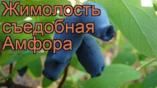 Жимолость съедобная Амфора lonicera edulis amfora 🌿 обзор как сажать саженцы жимолости Амфора [upl. by Kirsteni]