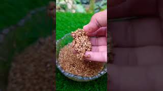 Do you know this method of planting coriander dhaniya coriander seeds mominkitchentogarden♥️🌱🌴 [upl. by Hastie404]