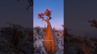 Discover Socotra socotra travel explore [upl. by Xella]