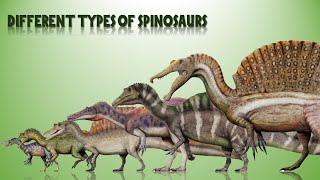 The 14 Different Types Of Spinosaurs [upl. by Nallaf763]