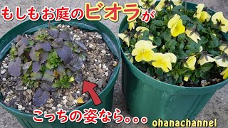 春のビオラをモリモリにする！もしもこんな葉色になっていたら。。。今からできるお手入れ🌺Care for violas that bloom profusely in the spring [upl. by Attennaej]