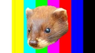 5 Awesome Facts About The Least Weasel [upl. by Ahcarb343]