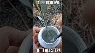 Talee di Olivo tutti i passaggi per realizzarle short [upl. by Senior]