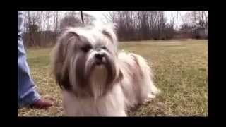 Dogs 101 Lhasa Apsoflv [upl. by Hallette]