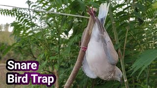 How To Make Creative Easy Bird Trap From Sticks That Works 100 Perch Snare TrapDIY Bird Trap [upl. by Nahamas]