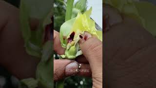 Emasculation amp Hybridization in okra  okra breeding  भेंडी पोलन कसे करावे  Vegetable Breeding [upl. by Aiker]