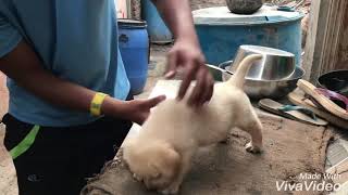 30 days old Labrador puppy 1st time at my home [upl. by Oiromed503]