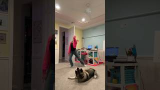 My dog dances to smooth criminal 🤣 [upl. by Aissej]