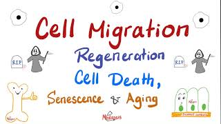 Cell Migration Cell Death Apoptosis vs Necrosis Regeneration Senescence and Aging [upl. by Adnamas]