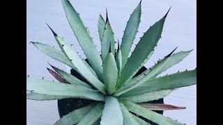 Agave Care Tips And My Agave Collection [upl. by Natye]