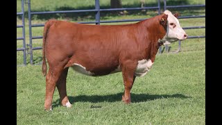 2024 Mohican Farms and Guests Sale  Lot 70A [upl. by Whitcher]