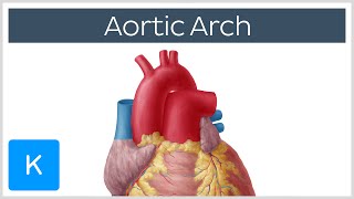 Aortic Arch Anatomy Branches Function amp Definition  Kenhub [upl. by Anwahsad]