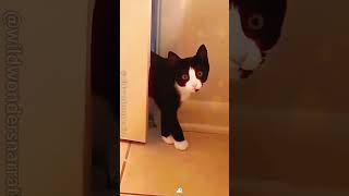 Cat’s meow cat funnypetschannel funny funnypetsmoments funnycats [upl. by Arne]