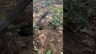 Heres how you catch a snake with a machete [upl. by Aulea]