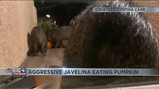 Javelinas fight over pumpkin [upl. by Ganny]