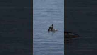 Merganser ducks Nature Mergus Water Relax [upl. by Silvano]