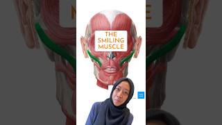 Which facial muscle is used in smiling anatomy [upl. by Brew524]