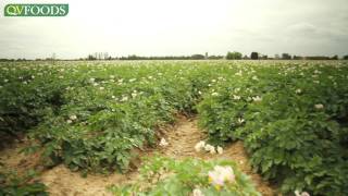 Growing potatoes from field to supermarket [upl. by Kinelski]