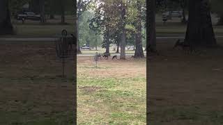 Deer Hit by Disc on Disc Golf Course discgolfcourse [upl. by Llesram429]