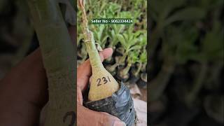 buy adenium plant from plant nursery kolkata all india home delivery [upl. by Eniarda]