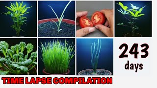 Growing Plants Compilation Part 2 I timelpase for 243 days [upl. by Naenej504]