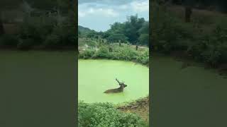 deer Safari in Vandalur Zoo zoo deer safari chennai vandalur [upl. by Gerdi]