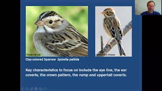 MiniTutorial Spizella Sparrows [upl. by Yenrab]