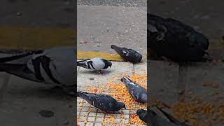 PALOMAS EN ACCIÓN COMEN 🌽 [upl. by Wende]