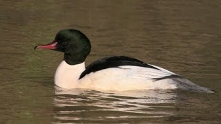 BTO Bird ID  Goosander and Redbreasted Merganser [upl. by Inahc387]