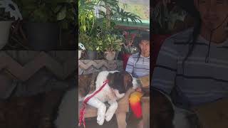 StBernard Dogphilippines viralshort kennonroad baguio ilocano [upl. by Airdni656]