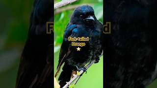 Forktailed Drongo  1 Star [upl. by Joleen]