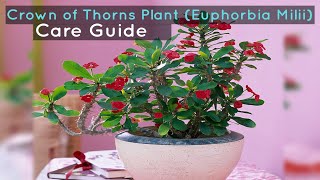 Crown of Thorns Plant Euphorbia Milii Care Guide [upl. by Nylac]