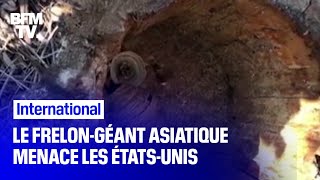 Le frelon géant asiatique menace les ÉtatsUnis [upl. by Ille]