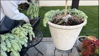 Digging up Caladium bulbs and bringing succulents in for winter [upl. by Ahsinel]