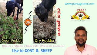 வன்னி மரம்  Khejri  Shami  Hari Patti Prosopis cineraria  Green amp Dry Fodder to Goat amp Sheep [upl. by Henden]