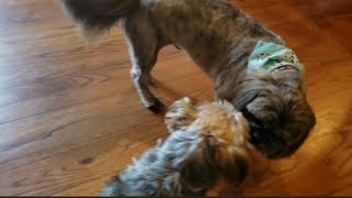 When your Pup makes Friends with a Shih tzu yorkie shihtzu friends rylie viralvideo [upl. by Bacon452]