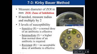 Lab 73 Kirby Bauer Antibiotic Sensitivity Test [upl. by Yssim]