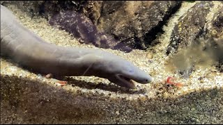 Aquatic Caecilians  Creature Closeups  California Academy of Sciences [upl. by Pinebrook136]