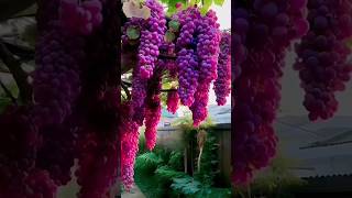 Have you ever seen such a big grape vineviralshort viralvideo viralyoutub millionviews [upl. by Bee]