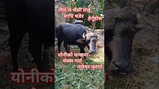 rago le buffalo lai pachhadi bata chhirauda paatheghar phutyo share subscribe shorts animals [upl. by Ajed264]