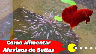 Como alimentar seus alevinos de betta sem gastar nada🐠 [upl. by Abelard]