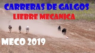 Carreras de galgos con liebre mecánica Meco 2019 [upl. by Dumas]