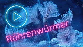 Röhrenwürmer für das UNS Nano Aquarium 30x30x30 [upl. by Larimer]