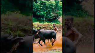 Kantara movie real scene  strongman kantara kerala malayalam bull trending 65yroldstrength [upl. by Romanas]