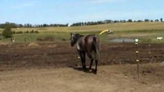 ONE DIVINE KRYMSUN 2008 AQHA GREY STALLION BY OHK aka MOJO [upl. by Nerek]