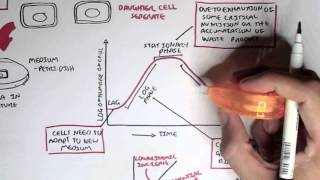 Microbiology  Bacteria Growth Reproduction Classification [upl. by Naget]