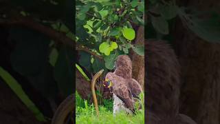 Eagle Vs Snake🦅🐍Wildlife  Bird  Nature [upl. by Coco569]