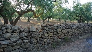 Nocellara del Belice Olives and Olive Oil [upl. by Aluk261]