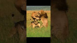 lions crazy fighting subscribe nature animals fighting lion [upl. by Eiruam305]