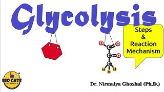 Glycolysis step by step explanation competitiveexams [upl. by Seif815]